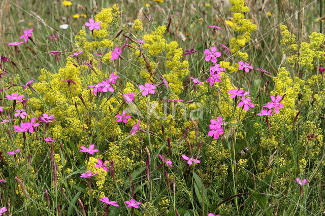 Maiden Pink (Dianthus deltoides)