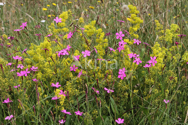 Maiden Pink (Dianthus deltoides)