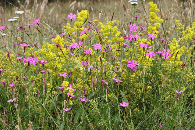 Maiden Pink (Dianthus deltoides)