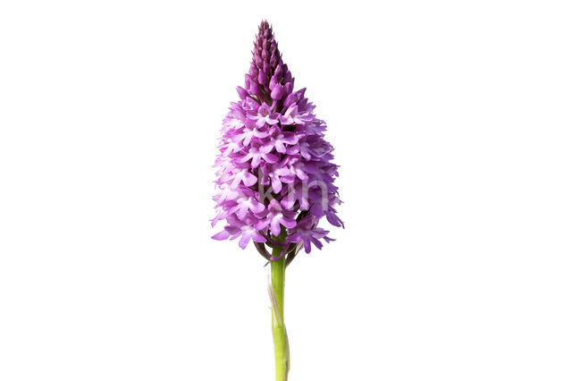 Hondskruid (Anacamptis pyramidalis)