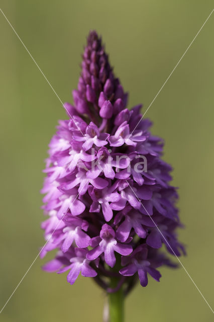 Pyramidal Orchid (Anacamptis pyramidalis)