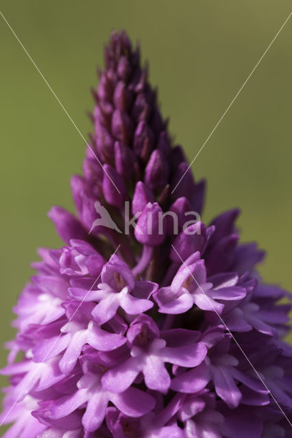 Pyramidal Orchid (Anacamptis pyramidalis)