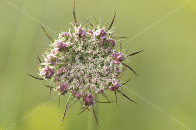 Wild Carrot (Daucus carota)