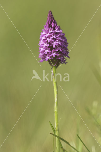 Pyramidal Orchid (Anacamptis pyramidalis)