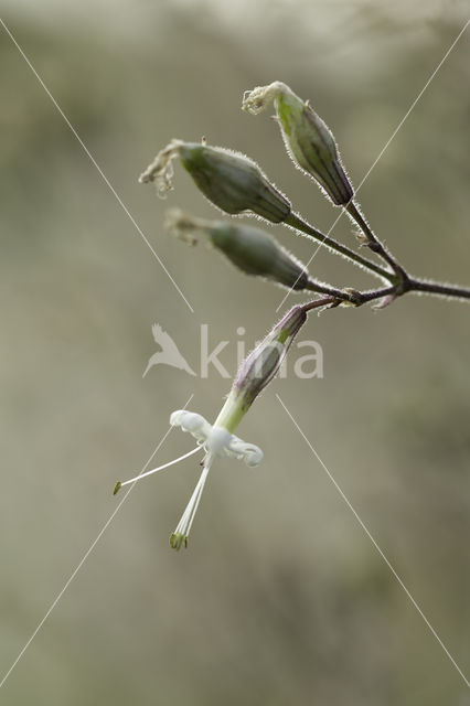 Nachtsilene (Silene nutans)