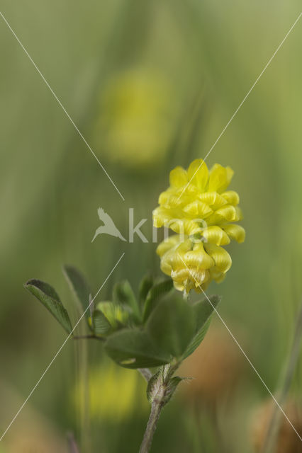 Kleine klaver (Trifolium dubium)