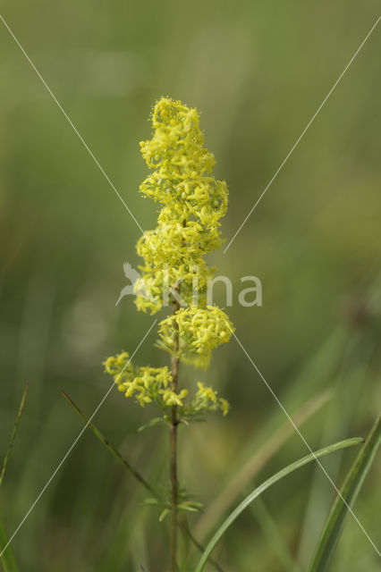 Geel walstro (Galium verum)