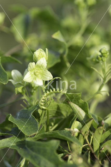 White Bryony (Bryonia dioica)