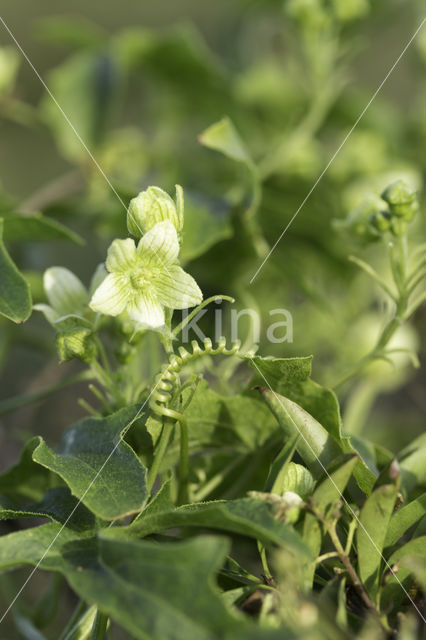 Heggerank (Bryonia dioica)