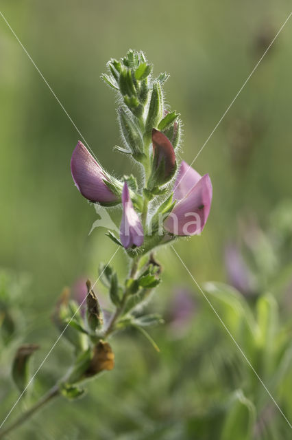 Common & Spiny Restharrow (Ononis repens)