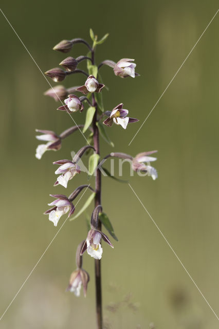 Moeraswespenorchis (Epipactis palustris)