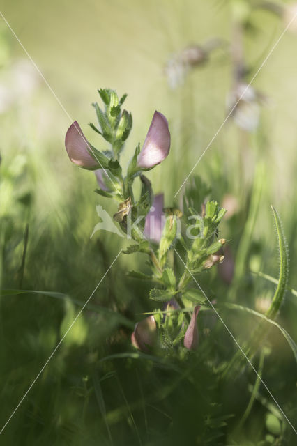 Common & Spiny Restharrow (Ononis repens)