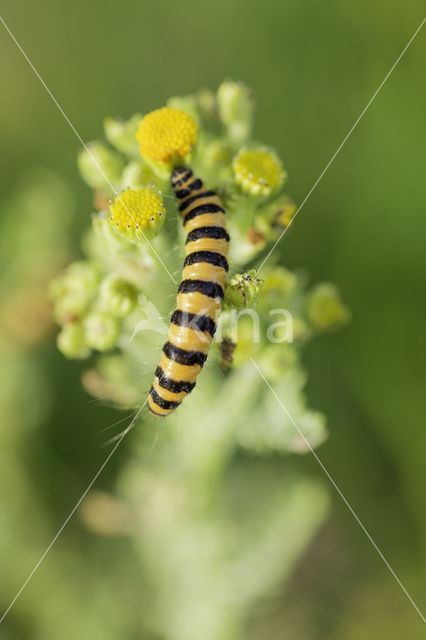 The Cinnabar (Tyria jacobaeae)