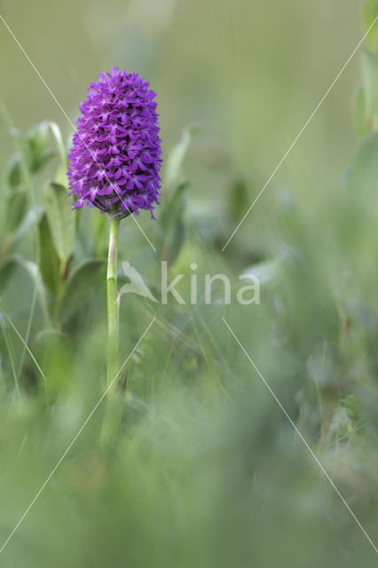 Pyramidal Orchid (Anacamptis pyramidalis)