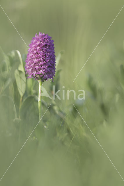 Pyramidal Orchid (Anacamptis pyramidalis)