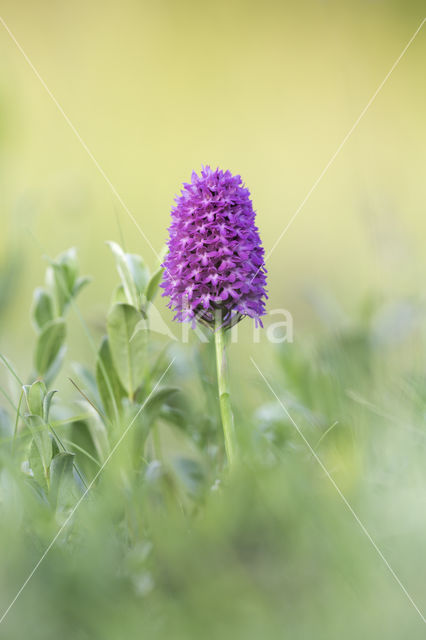 Pyramidal Orchid (Anacamptis pyramidalis)