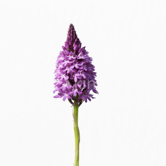 Hondskruid (Anacamptis pyramidalis)