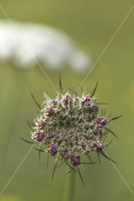 Wild Carrot (Daucus carota)