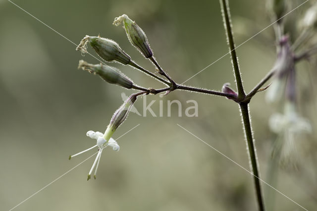 Nottingham Catchfly (Silene nutans)