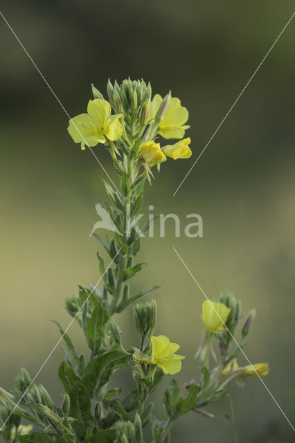 Teunisbloem (Oenothera tetragona)