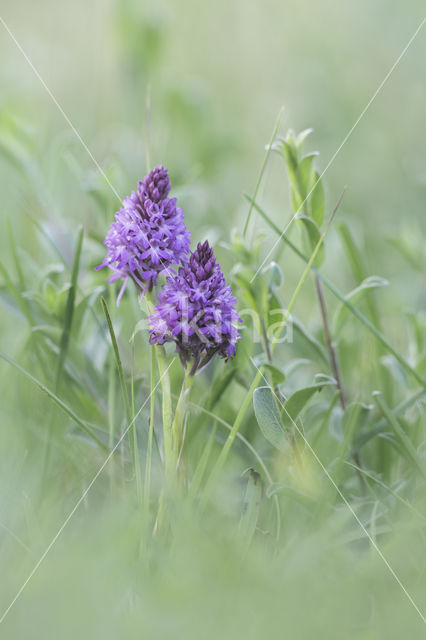 Pyramidal Orchid (Anacamptis pyramidalis)