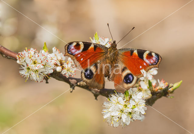 Peacock (Inachis io)