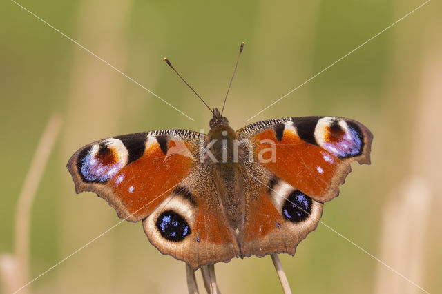 Peacock (Inachis io)