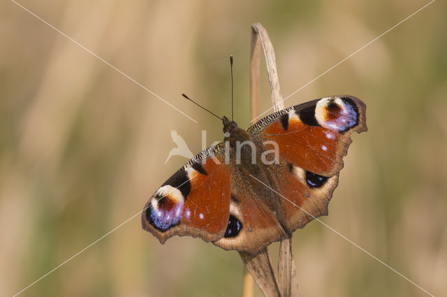 Peacock (Inachis io)