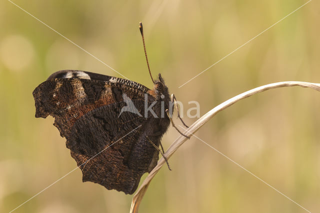 Peacock (Inachis io)