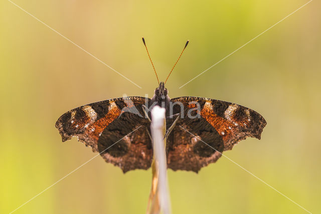 Peacock (Inachis io)