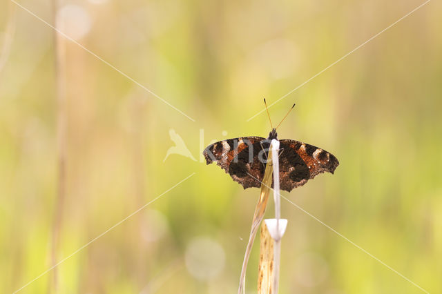 Peacock (Inachis io)