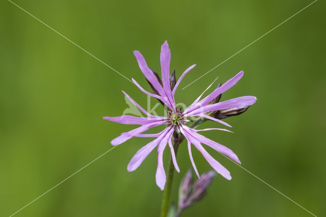 Ragged-Robin (Lychnis flos-cuculi)