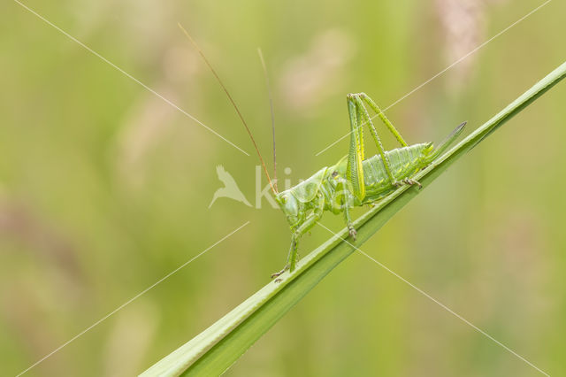 Grote groene sabelsprinkhaan (Tettigonia viridissima)