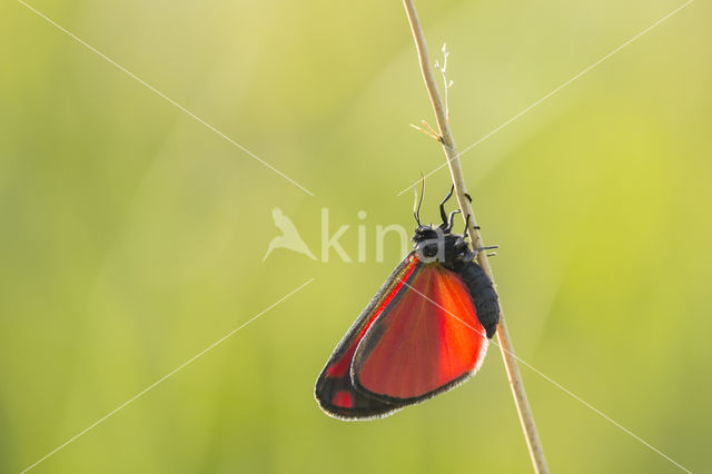 The Cinnabar (Tyria jacobea)