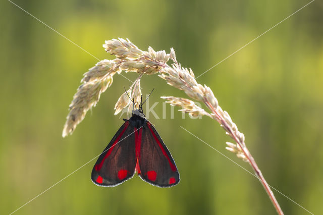 The Cinnabar (Tyria jacobea)