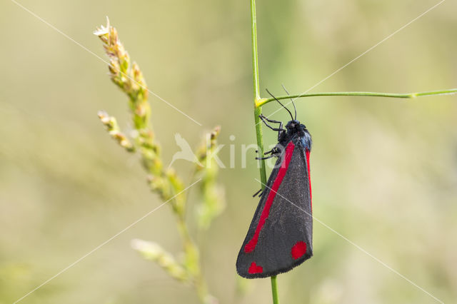 The Cinnabar (Tyria jacobea)