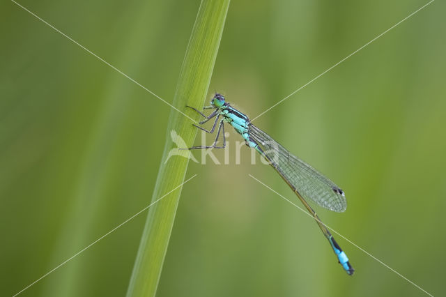 Lantaarntje (Ischnura elegans)