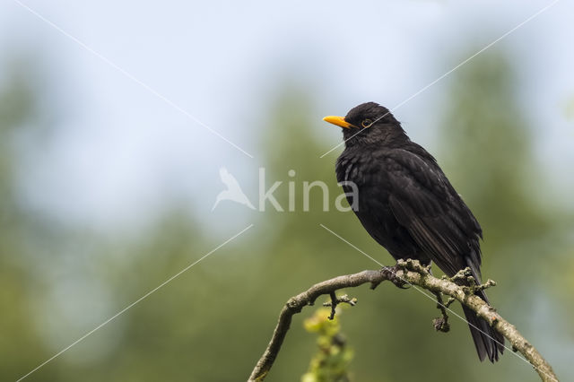 Eurasian Blackbird (Turdus merula)