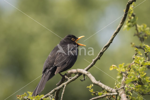 Eurasian Blackbird (Turdus merula)