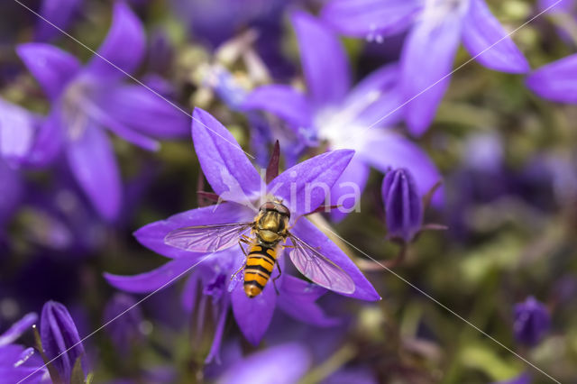 Marmelade Fly (Episyrphus balteatus)