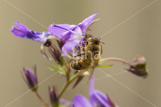 Europese Honingbij (Apis mellifera mellifera)