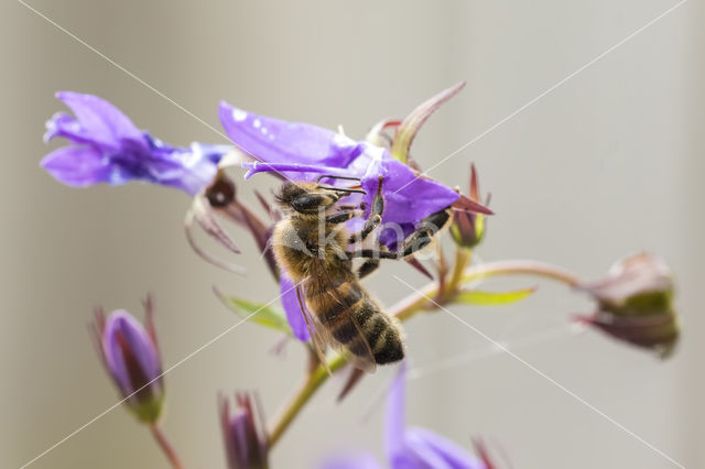 honey bee (Apis mellifera mellifera)