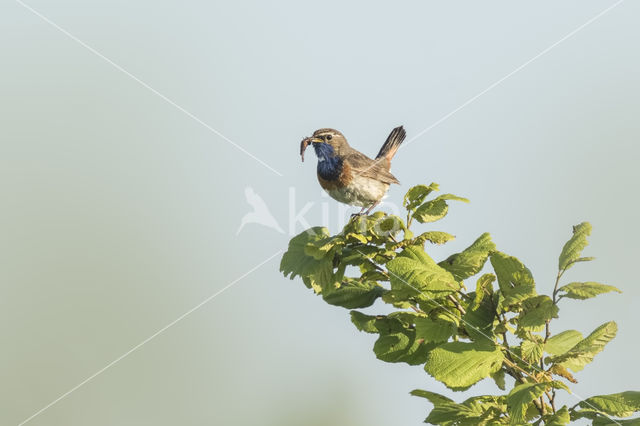 Witgesterde blauwborst