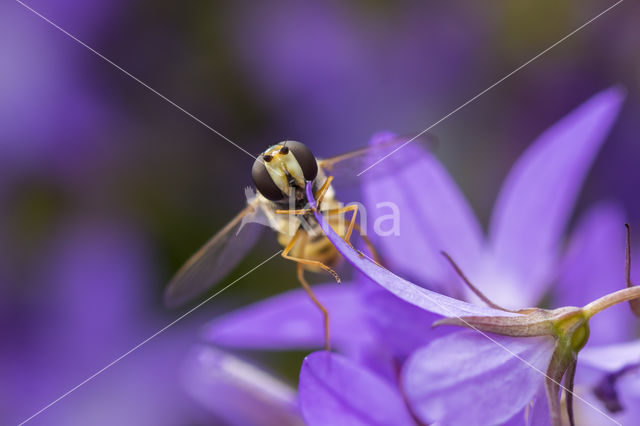 Marmelade Fly (Episyrphus balteatus)