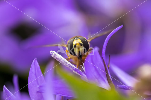 Marmelade Fly (Episyrphus balteatus)