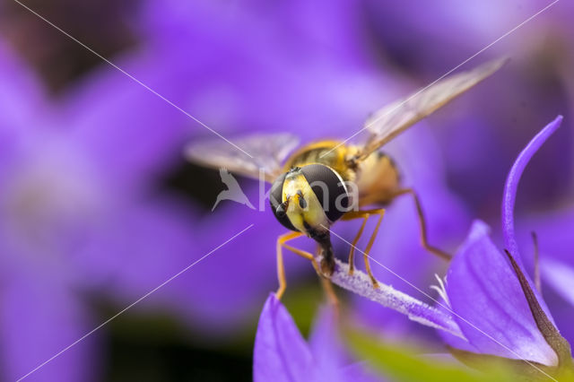 Marmelade Fly (Episyrphus balteatus)