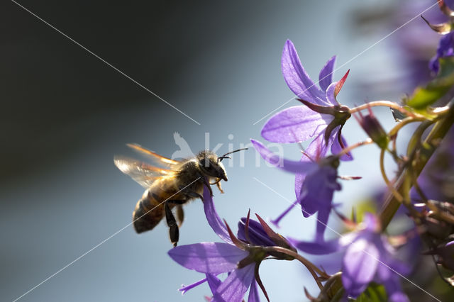 Europese Honingbij (Apis mellifera mellifera)