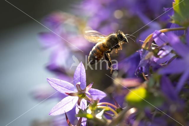 honey bee (Apis mellifera mellifera)