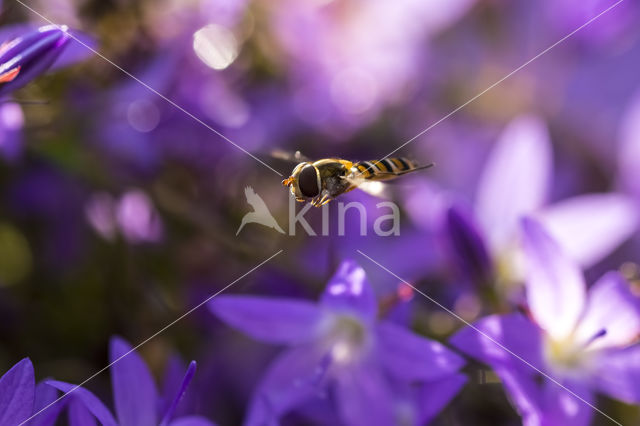 Marmelade Fly (Episyrphus balteatus)