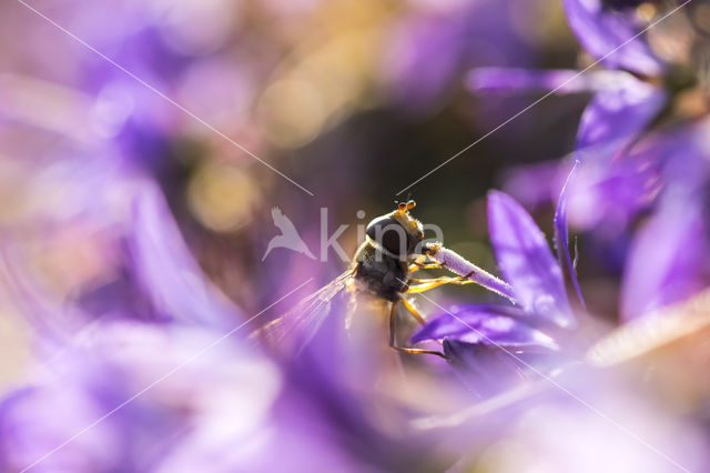 Marmelade Fly (Episyrphus balteatus)